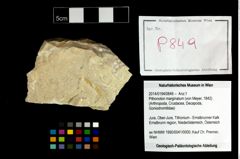 Foto (Objekt + Etikett) von Pithonoton marginatum (von Meyer, 1842)  (NHMW-GEO-2014-0194-0849)